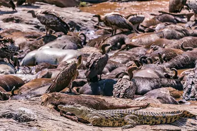 Crocodile Vultures Feasting On Wildebeest Carcass In Mara River by Antony Trivet