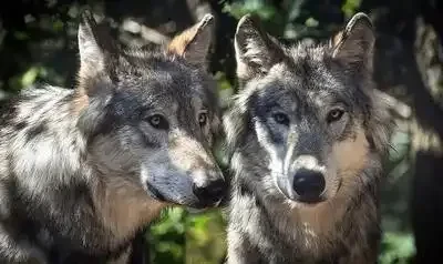 two gray and white wolves on PickPik
