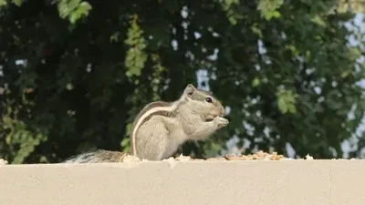 a squirrel eating a nut by Anees Ur Rehman on Unsplash