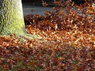 The wind blows the leaves around after they've fallen to the ground. by Alex Abboud on flickr